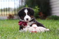 Oakley, a male Miniature Australian Shepherd for sale in Millersburg, OH – Photo 2 of 6