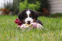 Oakley, a male Miniature Australian Shepherd for sale in Millersburg, OH – Photo 6 of 6