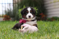 Oakley, a male Miniature Australian Shepherd for sale in Millersburg, OH – Photo 5 of 6
