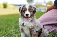 Winnie, a female Miniature Australian Shepherd for sale in Millersburg, OH – Photo 9 of 10