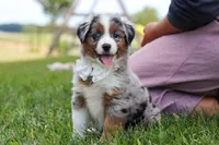 Winnie, a female Miniature Australian Shepherd for sale in Millersburg, OH – Photo 8 of 10
