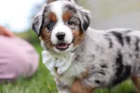 Winnie, a female Miniature Australian Shepherd for sale in Millersburg, OH – Photo 6 of 10