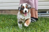 Winnie, a female Miniature Australian Shepherd for sale in Millersburg, OH – Photo 10 of 10