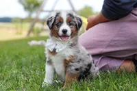 Winnie, a female Miniature Australian Shepherd for sale in Millersburg, OH – Photo 2 of 10
