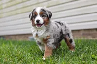 Winnie, a female Miniature Australian Shepherd for sale in Millersburg, OH – Photo 4 of 10