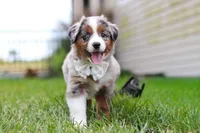 Winnie, a female Miniature Australian Shepherd for sale in Millersburg, OH – Photo 5 of 10