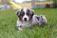 Winnie, a female Miniature Australian Shepherd for sale in Millersburg, OH – Photo 3 of 10
