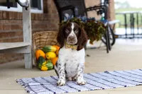 Elliot, a male English Springer Spaniel for sale in Millersburg, OH – Photo 7 of 7