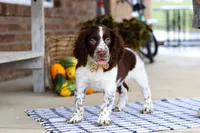 Elliot, a male English Springer Spaniel for sale in Millersburg, OH – Photo 3 of 7