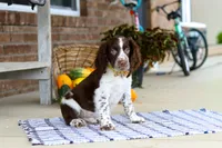 Elliot, a male English Springer Spaniel for sale in Millersburg, OH – Photo 5 of 7