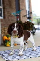Elliot, a male English Springer Spaniel for sale in Millersburg, OH – Photo 1 of 7