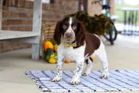 Elliot, a male English Springer Spaniel for sale in Millersburg, OH – Photo 2 of 7
