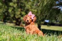 Joy, a female Miniature Goldendoodle for sale in Millersburg, OH – Photo 4 of 6