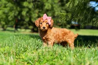 Joy, a female Miniature Goldendoodle for sale in Millersburg, OH – Photo 3 of 6