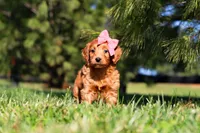 Joy, a female Miniature Goldendoodle for sale in Millersburg, OH – Photo 6 of 6
