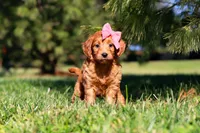 Joy, a female Miniature Goldendoodle for sale in Millersburg, OH – Photo 2 of 6