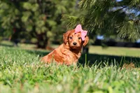 Joy, a female Miniature Goldendoodle for sale in Millersburg, OH – Photo 5 of 6