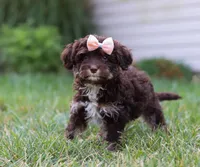 Mindy, a female Cavapoo for sale in Millersburg, OH – Photo 7 of 7