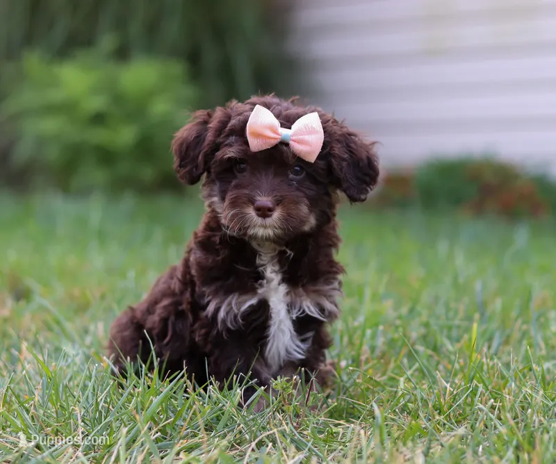 Mindy, a female Cavapoo for sale in Millersburg, OH – Photo 1 of 7