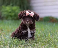 Mindy, a female Cavapoo for sale in Millersburg, OH – Photo 1 of 7