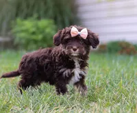Mindy, a female Cavapoo for sale in Millersburg, OH – Photo 4 of 7