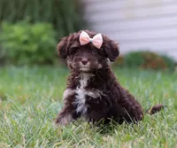 Mindy, a female Cavapoo for sale in Millersburg, OH – Photo 5 of 7