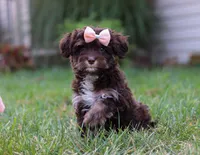 Mindy, a female Cavapoo for sale in Millersburg, OH – Photo 2 of 7