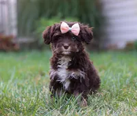 Mindy, a female Cavapoo for sale in Millersburg, OH – Photo 3 of 7