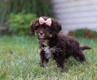 Mindy, a female Cavapoo for sale in Millersburg, OH – Photo 6 of 7