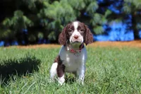 Wendy, a female English Springer Spaniel for sale in Millersburg, OH – Photo 2 of 6