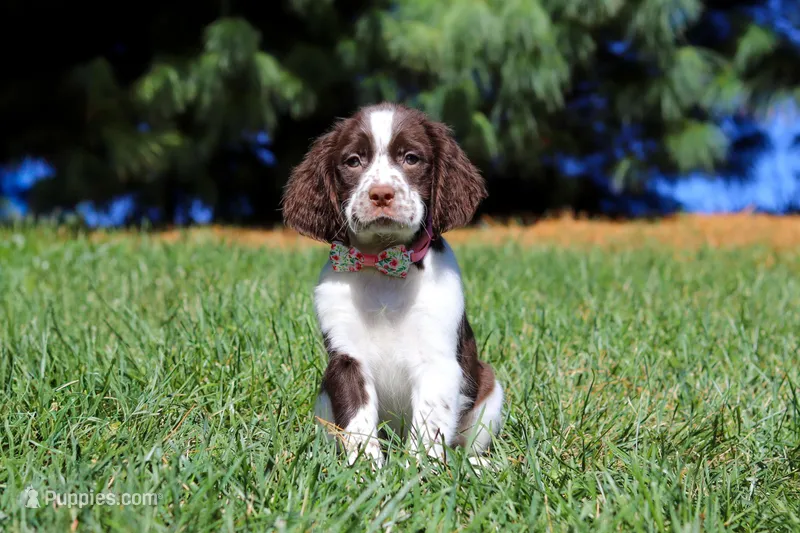 Wendy, a female English Springer Spaniel for sale in Millersburg, OH – Photo 1 of 6