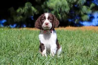 Wendy, a female English Springer Spaniel for sale in Millersburg, OH – Photo 1 of 6