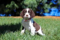 Wendy, a female English Springer Spaniel for sale in Millersburg, OH – Photo 5 of 6