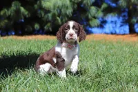 Wendy, a female English Springer Spaniel for sale in Millersburg, OH – Photo 3 of 6