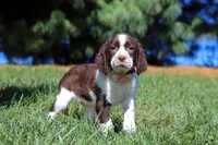 Wendy, a female English Springer Spaniel for sale in Millersburg, OH – Photo 4 of 6