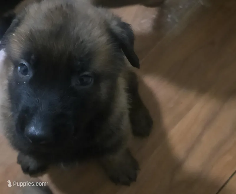 AKC REGISTERED--DIAMOND JR. – Belgian Malinois puppy for sale in Dalton, GA