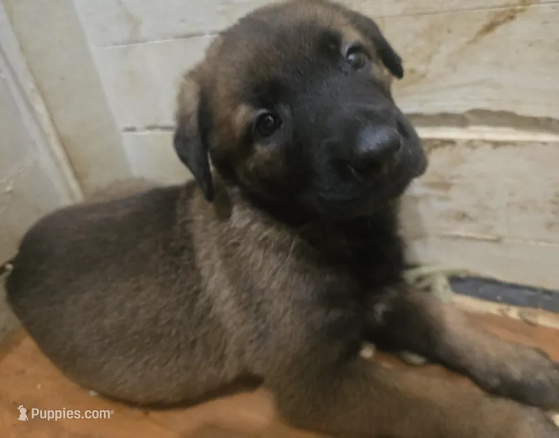AKC REGISTERED --DUKE – Belgian Malinois puppy for sale in Dalton, GA