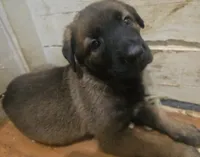 AKC REGISTERED --DUKE, a male Belgian Malinois for sale in Winder, GA – 1 of 1