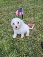 Maltipoo 1, a male Maltipoo for sale in Orange, CA – 6 of 9