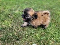 Puppy poodle 2, a male Maltipoo for sale in Orange, CA – 4 of 8