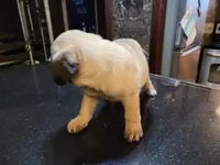Peanut , a male Pug for sale in Orange, CA – 5 of 5