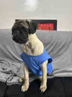 Dude, a male Pug for sale in Orange, CA – Photo 1 of 7