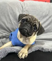 Dude, a male Pug for sale in Orange, CA – Photo 3 of 7