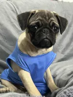 Dude, a male Pug for sale in Orange, CA – Photo 2 of 7