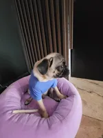 Dude, a male Pug for sale in Orange, CA – Photo 5 of 7