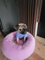 Dude, a male Pug for sale in Orange, CA – Photo 7 of 7