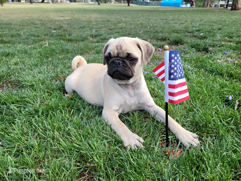 Puppy 5  – Pug puppy for sale in Orange, CA