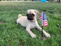 Puppy 5 , a male Pug for sale in Orange, CA – 1 of 4