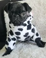 Blacky , a male Pug for sale in Orange, CA – 4 of 6
