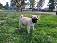 Puppy 5 , a male Pug for sale in Orange, CA – 4 of 4